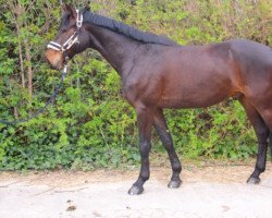 jumper Neolit THC (anglo european sporthorse, 2017)