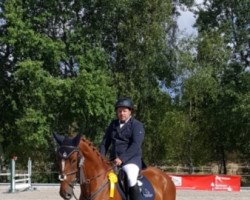 jumper Santiamo 5 (Hanoverian, 2013, from Stanley)