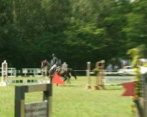 Pferd Larena 21 (Zweibrücker, 2004, von Licanto)
