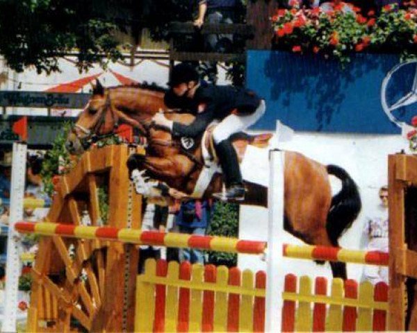 Deckhengst Shining Starr Aristo (New-Forest-Pony, 1982, von Noordererf Chap) Deckhengst Shining Starr Aristo (New-Forest-Pony, 1982, von Noordererf Chap)