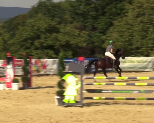 Reitturnier Vlotho-Valdorf 2022