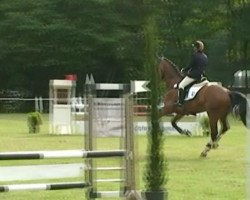 jumper Winston (KWPN (Royal Dutch Sporthorse), 2003, from Great Pleasure)