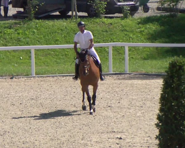 Reitturnier Bülach 2022