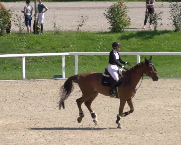 Reitturnier Bülach 2022
