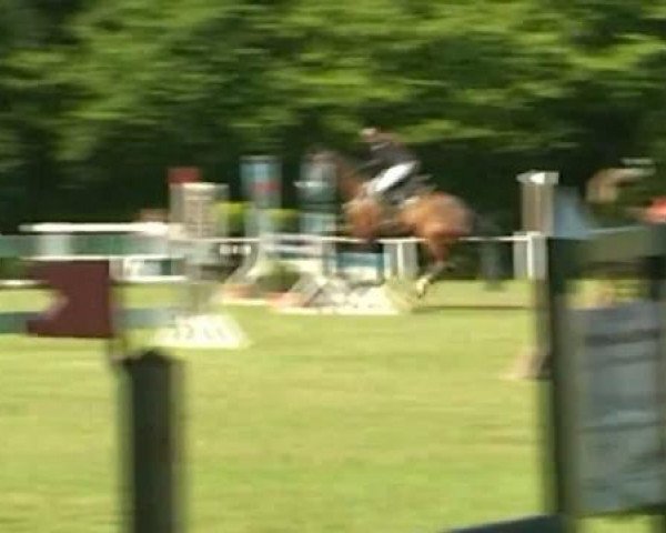 Zuchtstute Rocklady (Rheinländer, 2003, von Rocket Star)