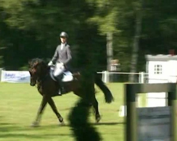 jumper Rouis Louis (Rhinelander, 2002, from Raschid N)
