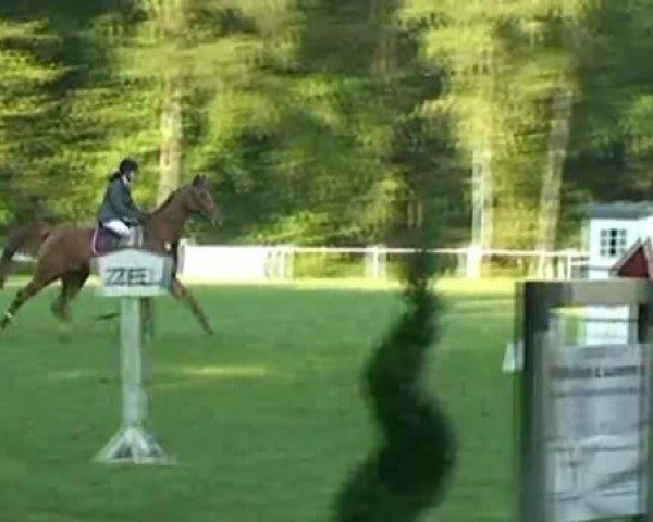 horse Apollo 935 (KWPN (Royal Dutch Sporthorse), 2005, from Salvatore)