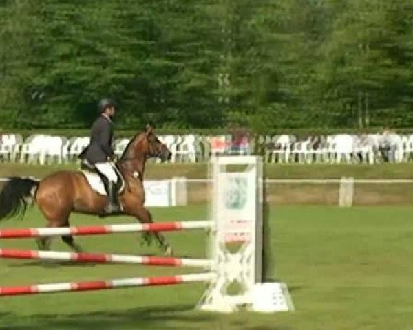 Pferd April 66 (KWPN (Niederländisches Warmblut), 2005, von Lupicor)