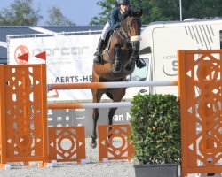 Springpferd Pilar Dwerse Hagen (Belgisches Warmblut, 2015, von Carlow van de Helle 240 FIN)