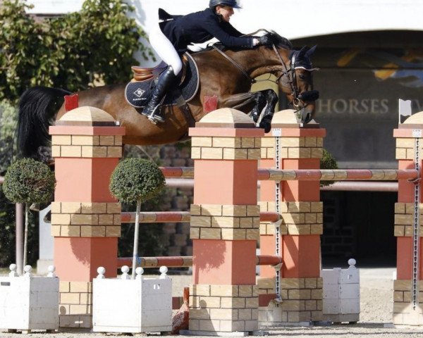 jumper Brume Barbotiere (Selle Français, 2011, from Conrad de Hus)