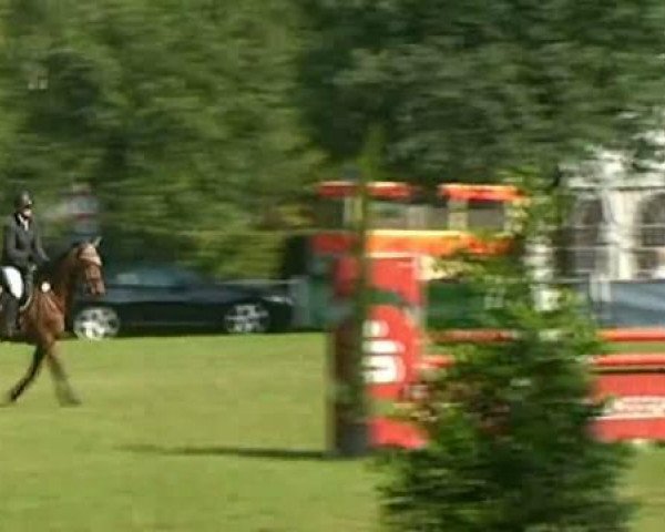 horse Karriere 4 (German Sport Horse, 2004, from Cassini II)