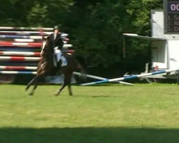 Zuchtstute Sally 641 (Rheinländer, 2002, von Show Star)