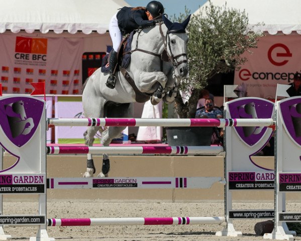 jumper Medoc de Muze (Belgian Warmblood, 2012, from Bamako de Muze)
