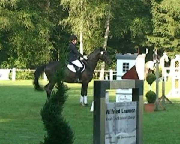 dressage horse Castello (Rhinelander, 1997, from Calypso III)