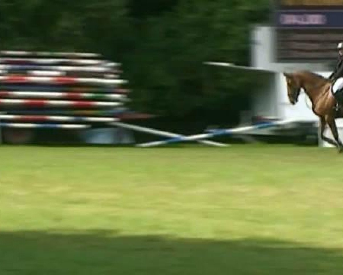 horse Unique 51 (KWPN (Royal Dutch Sporthorse), 2001, from Now Or Never M)