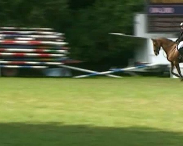 horse Unique 51 (KWPN (Royal Dutch Sporthorse), 2001, from Now Or Never M)