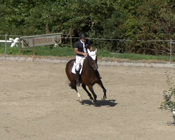 Reitturnier Maienfeld 2022