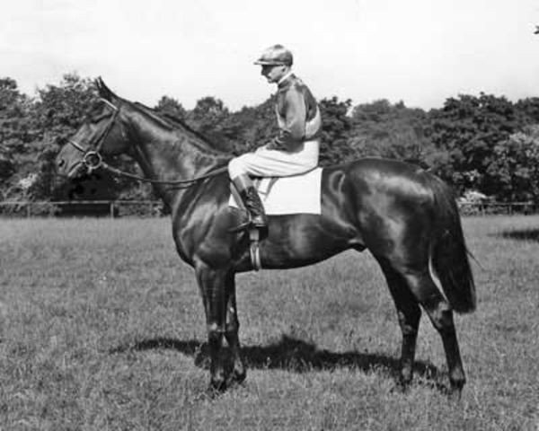 stallion Zarathustra xx (Thoroughbred, 1951, from Persian Gulf xx)