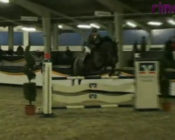 jumper Urema (Holsteiner, 2004, from Cash and Carry)