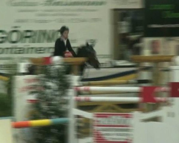 Springpferd Rosita (Westfale, 1998, von Ragazzo)