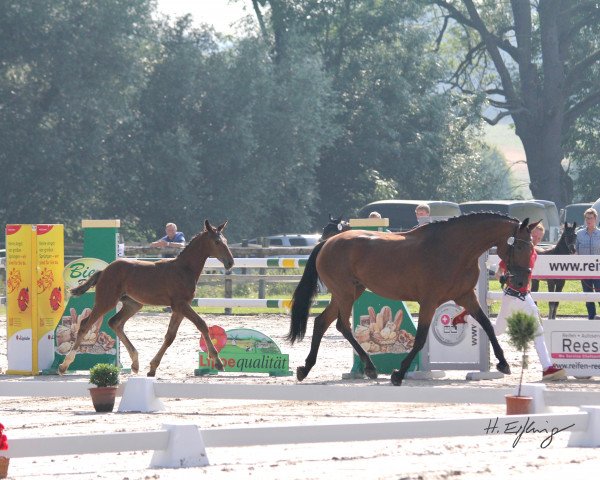 horse Hengst von Ailton / Chacco Chacco (Westphalian, 2021, from Pikeur Ailton)