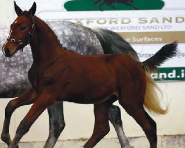 Pferd CSF Tin Tin (Irish Sport Horse, 2016, von Chin Chin)