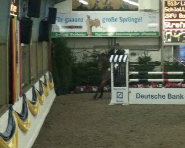 Zuchtstute Lätizia (Oldenburger, 2002, von Raphanus) - 20. Grosses Hallen Springturnier in Vreden 06.01.2012
13_1 Springprüfung Kl M*
