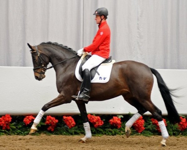 horse Sisi (Westphalian, 2008, from Sandro Hit)