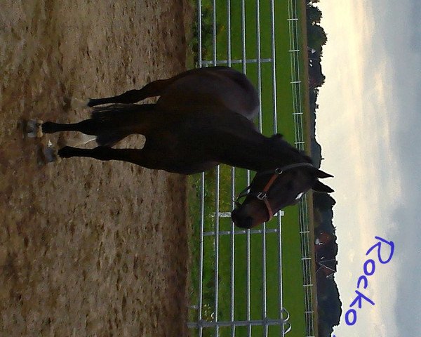 Springpferd Rocko Freixenet (Westfale, 2005, von Rockwell)
