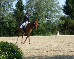 dressage horse Don Magic 2 (Westphalian, 2004, from Don Bedo I)
