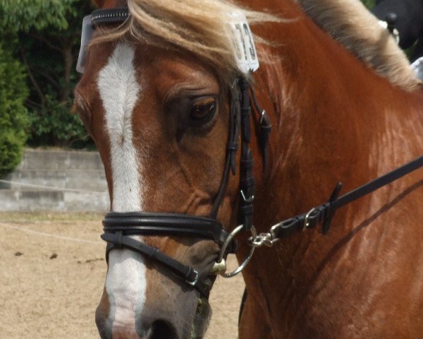 Cavallo da Dressage Golden Crest (Welsh-Cob (Sez. C), 1996, di Geler Cymro Jack)