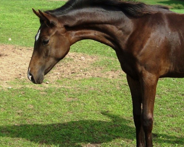 broodmare Hors de prix/Hohenstern (Hanoverian, 2010, from Hohenstein I)