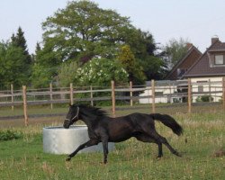 jumper Rebell (Hanoverian, 2009, from Rotspon)