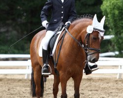 dressage horse Joschy 8 (German Riding Pony, 1995)