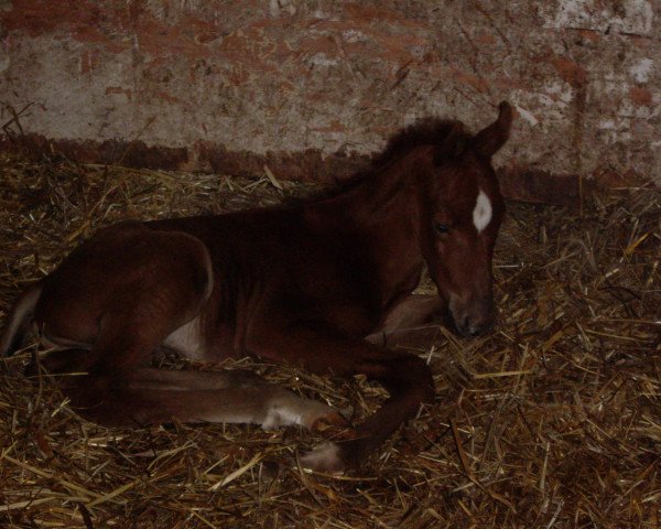 horse Ghira's Bajazzo (German Warmblood, 2011, from Steniro)