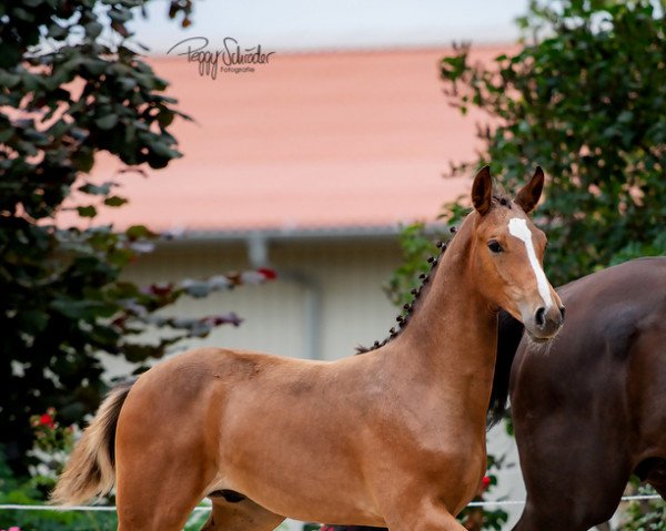 Pferd Hengst von Cashmere / Balou du Rouet (Oldenburger Springpferd, 2022, von Cashmere)