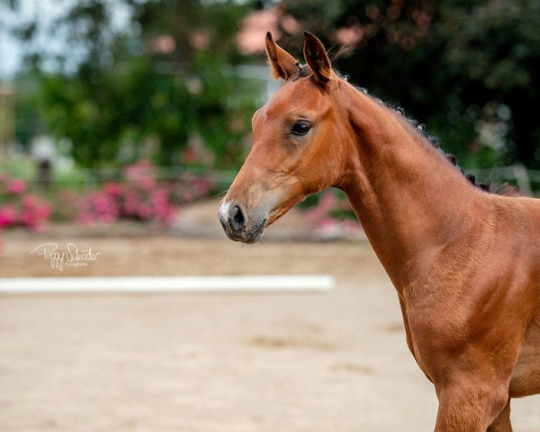 Pferd Hengst von Cashmere / Quality (Oldenburger Springpferd, 2022, von Cashmere)