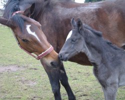 broodmare Wolke (Hanoverian, 1995, from Weltmeyer)