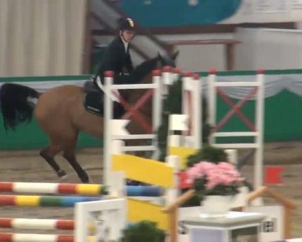 jumper Claudio's Boy (Holsteiner, 2003, from Claudio's Son)