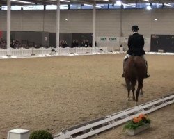 dressage horse Will Be 9 (Hanoverian, 2002, from Wild Dance)