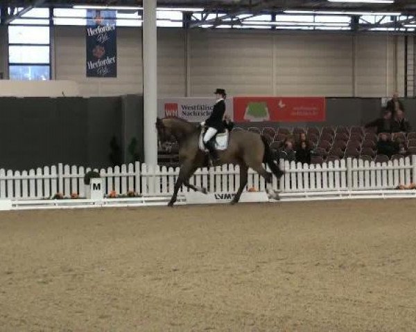 dressage horse Abahatschie (Oldenburg, 2001, from Araconit) dressage horse Abahatschie (Oldenburg, 2001, from Araconit)