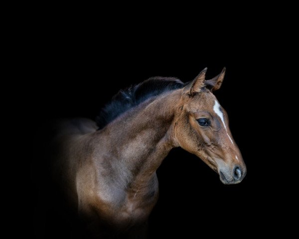 horse Pretty Way of Hope (Holsteiner, 2022, from United Way)