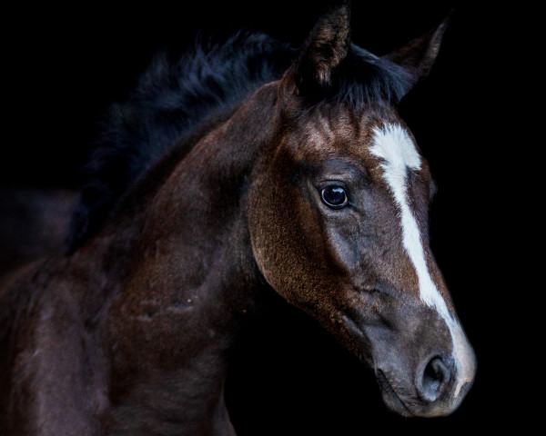 horse Pretty Penny (Holsteiner, 2022, from Cicero Z van Paemel) horse Pretty Penny (Holsteiner, 2022, from Cicero Z van Paemel)