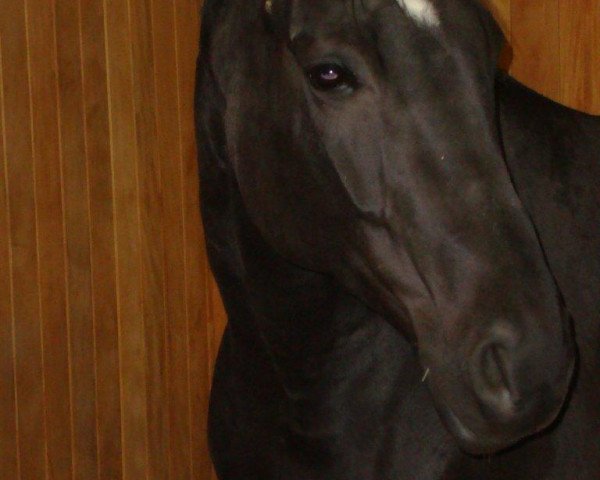 broodmare Fashion Girl (Westphalian, 2003, from Floresco NRW)