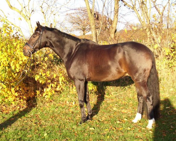 horse Fast Friend (Oldenburg, 2004, from Fürst Heinrich) horse Fast Friend (Oldenburg, 2004, from Fürst Heinrich)