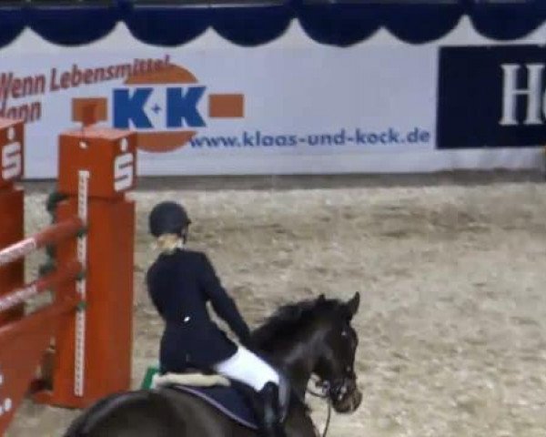 jumper Pilano 8 (Westphalian, 2003, from Pascavello)