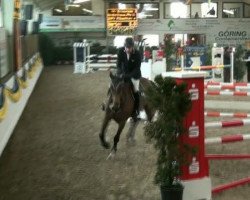 jumper Balouness (Rhinelander, 2007, from Balou du Rouet)