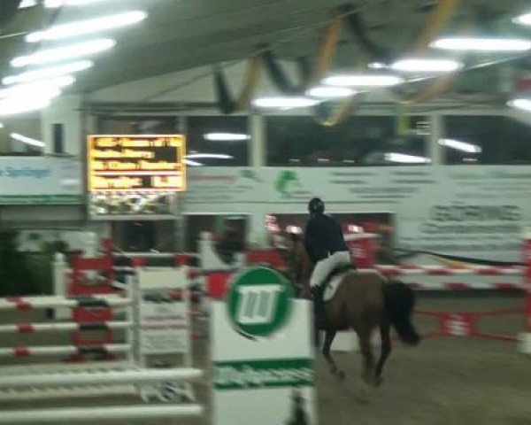 jumper Queen of Quattro (Oldenburg show jumper, 2002, from Quattro B)