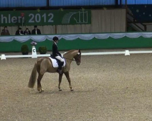 Dressurpferd Adonis (Deutsches Reitpony, 1997, von Aladin)