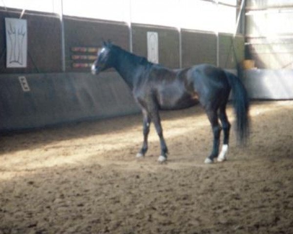 jumper Candia 11 (Rhinelander, 1992, from Circus)